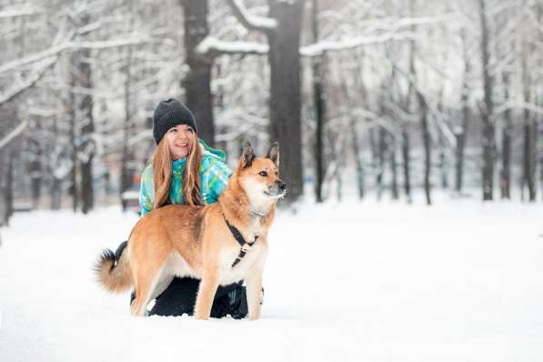 Ханни - собака для дружбы, любви и семьи в Москве фото 10