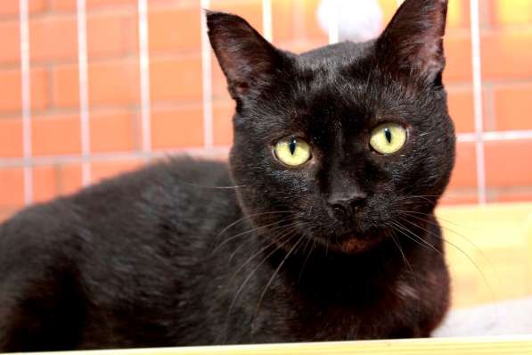 Кошка в добрые руки в Калуге фото 14