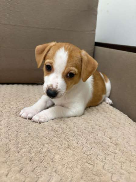 Щенки породы джек рассел терьер в Брянске фото 5