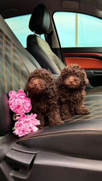 Toy poodle puppies в фото 3