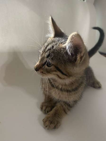 Бесплатно котята 1,5 месяца в Химках фото 3