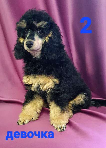 Девчата-пуделята фантом, чёрно-подпалые в Москве