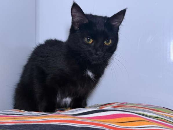 Котенок Тося, 6 месяца в добрые руки