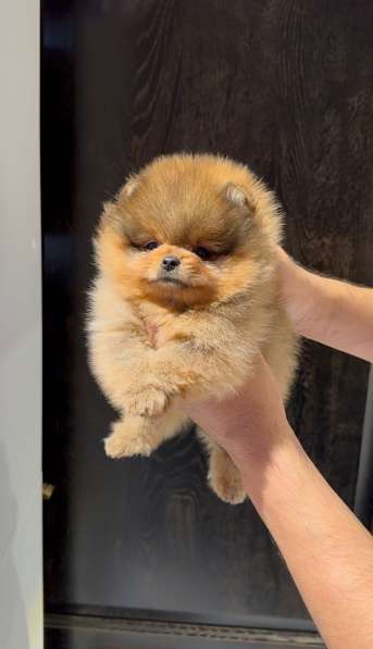 Pomeranski Mini Shpic Pomeranian Spitz Померанские Мини шпиц в фото 35