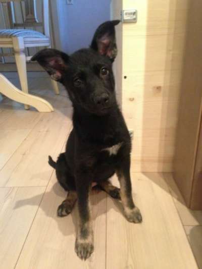 Отдам даром Славные малыши ищут дом