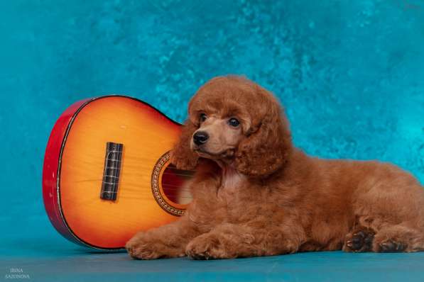 Миниатюрный пудель щенок в Москве фото 9