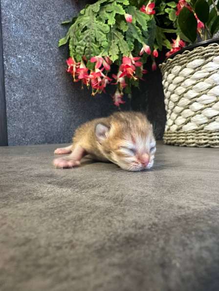 Котята, породы Британская золотая шиншила в Ставрополе