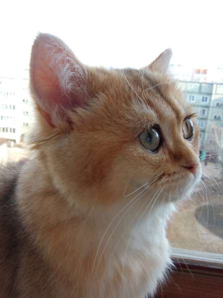 Шотландская золотая шиншилла в Обнинске фото 16