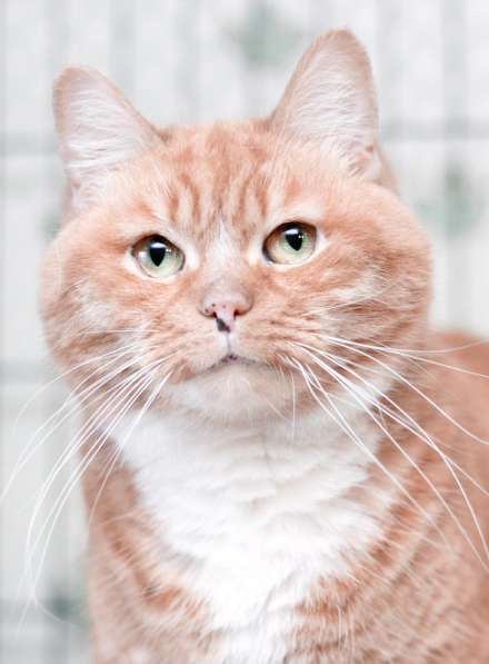 Рыжая редкая спокойная кошка Жужа в дар