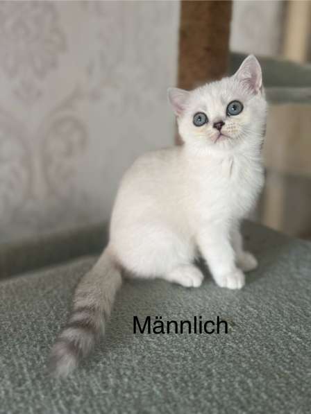 Reinrassige BKH Kitten mit blauen Augen в фото 13