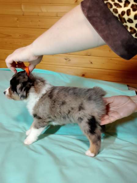 Щенок миниатюрной американской овчарки в Санкт-Петербурге фото 3