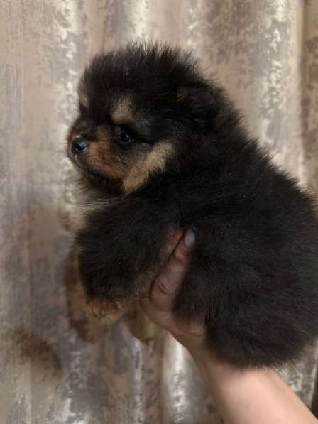 Померанский шпиц в фото 3