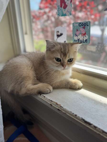 Шотландские котятв в фото 5