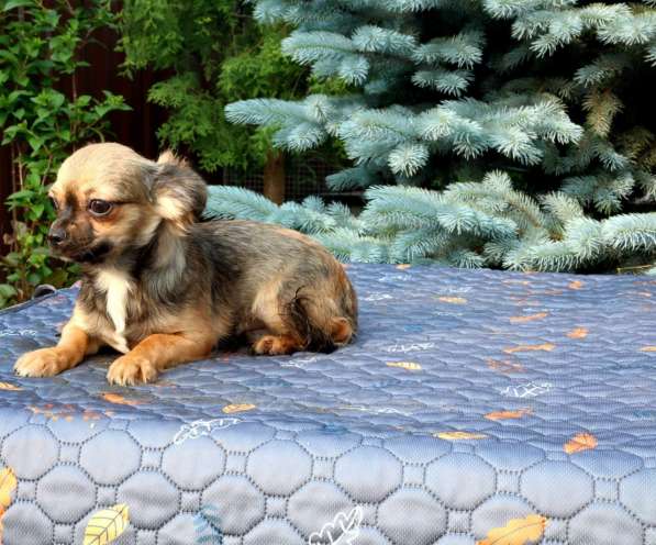 Рыже-соболинный мальчик Чихукахуа 5 месяцев