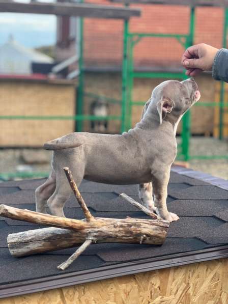 Американский Булли щенки в Краснодаре
