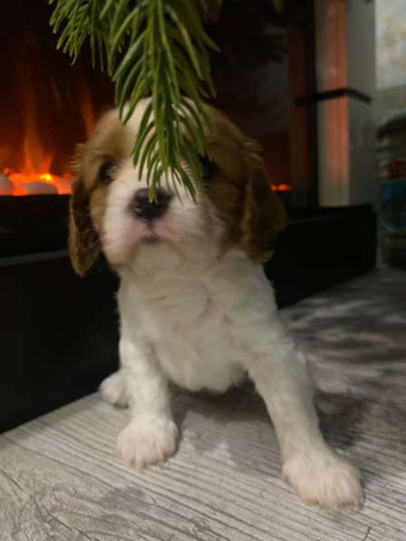 Щенки Кавалер Кинг Чарльз спаниель