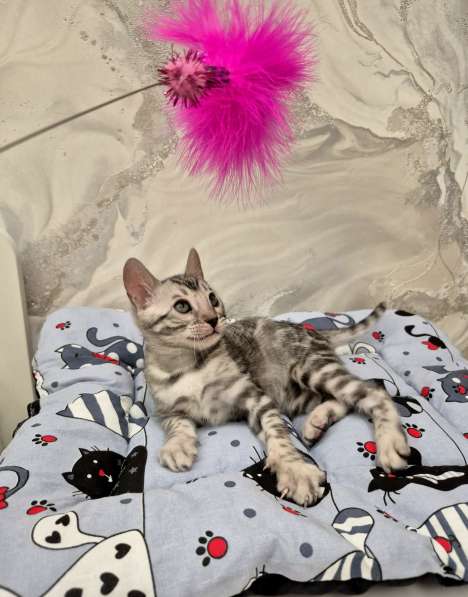 Бенгальские котята из питомника в Санкт-Петербурге фото 4