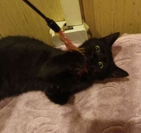 Черный котенок девочка в дар в Москве фото 3