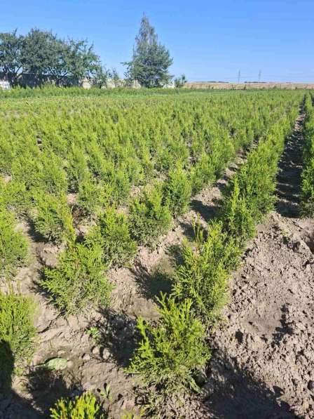 Туи смарагд в фото 3