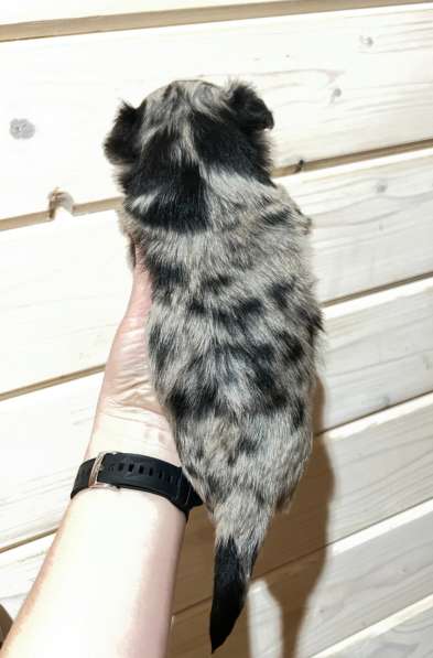 Девочка чихуахуа в Санкт-Петербурге