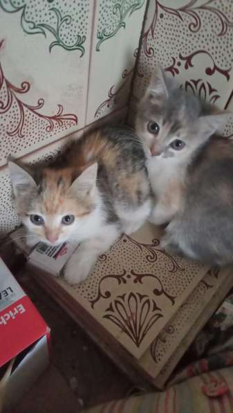 Котята даром