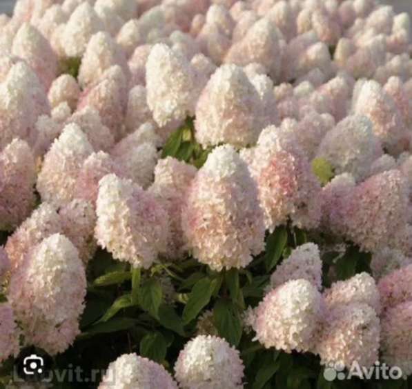 Гортензии метельчатые в Самаре фото 9