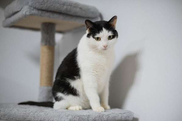 Ласковый котик Джон ищет семью в Москве фото 6