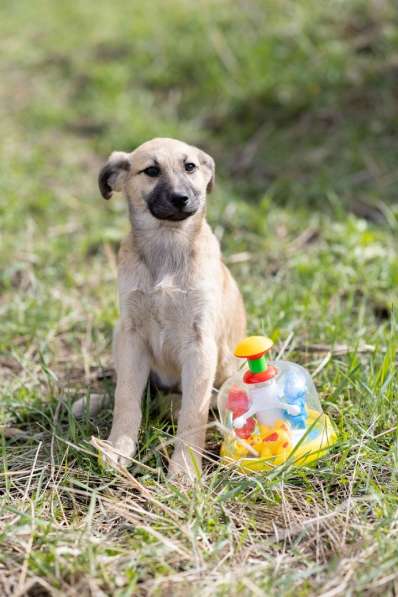 Ласковые щенята в Санкт-Петербурге фото 14