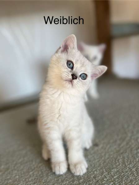 Reinrassige BKH Kitten mit blauen Augen в фото 17