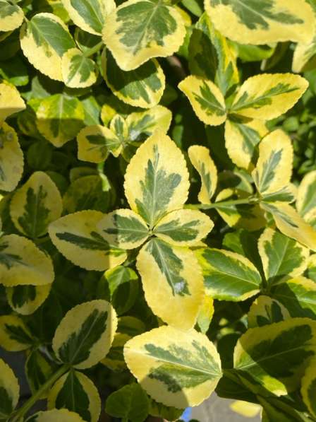 Вечнозеленые бересклеты