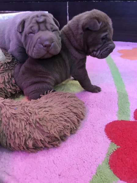 Продам щенков шарпая в Тюмени фото 4