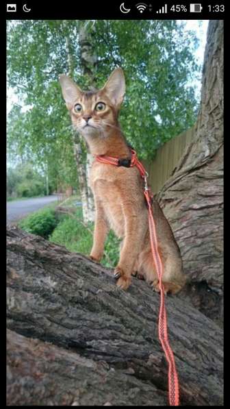 Абиссинскую девочку американских линий в разведение, ищем в Санкт-Петербурге фото 3