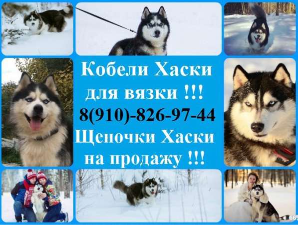 Кобели хаски голубоглазые очаровательные в Фурманове