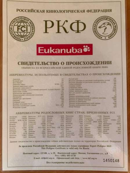 Лабрадор Ретривер в Москве фото 4