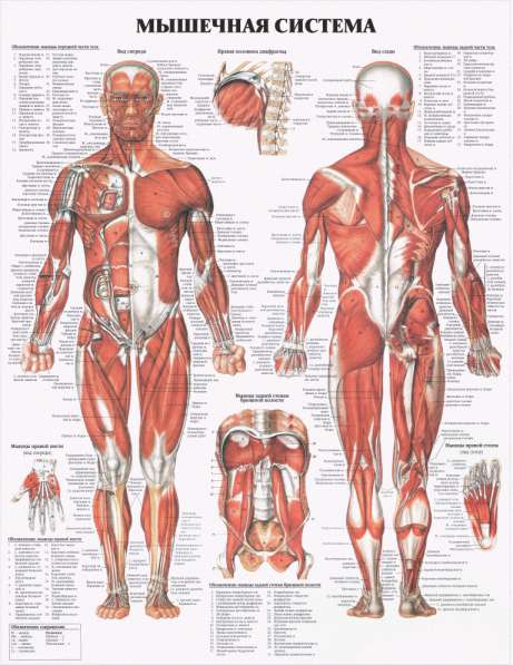 Анатомия. Учебные плакаты (комплект 40 плакатов) в фото 3