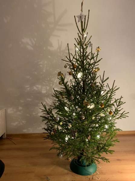 Ель Русская, ёлочка, новогодняя в Санкт-Петербурге фото 3