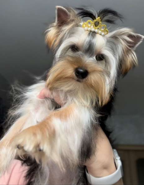 Йоркширский терьер. Мелкий стандарт в фото 4