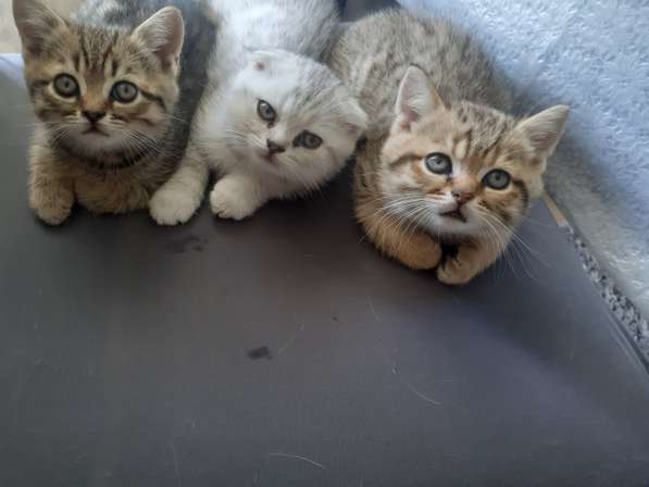 Британские котята в фото 19