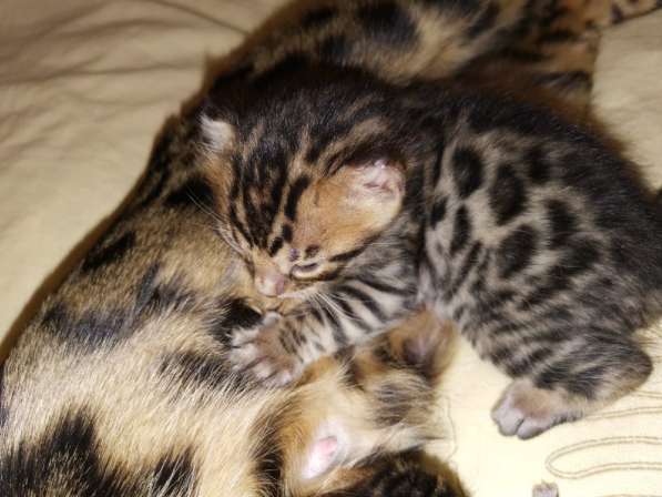 Бенгальские котята❤️ в Перми фото 21