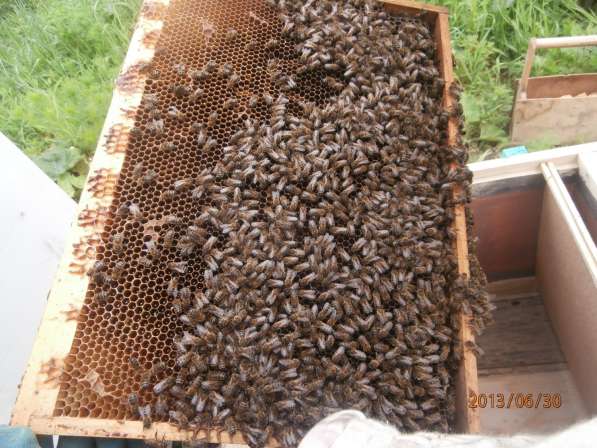 Пчелосемьи, отводки, пчеломатки в Томске фото 3