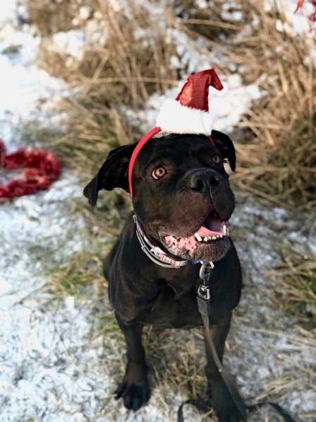 Кане-корсо в дар в Москве фото 3