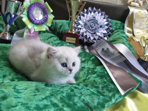 Британские котята окраса серебристая шиншилла в фото 4