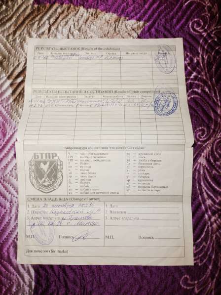 Продается кобель западно-сибирской лайки в фото 3