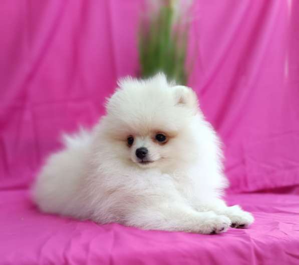 Померанский шпиц в 