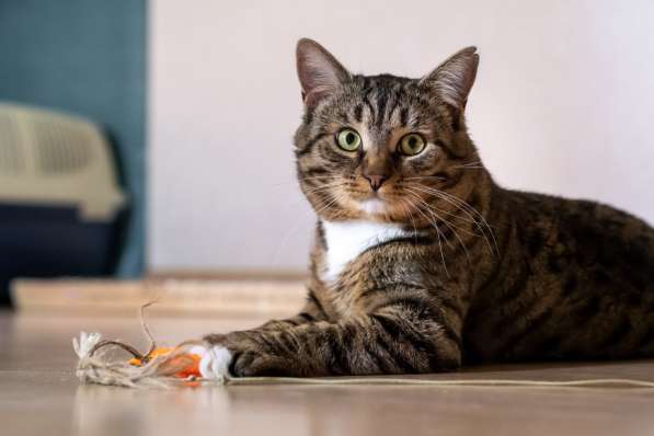 Вальяжный Боб в Москве фото 16