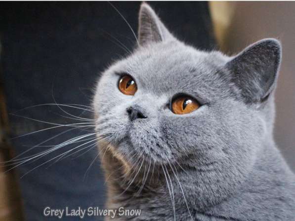 Взрослая британская кошка в добрые руки в Москве фото 4