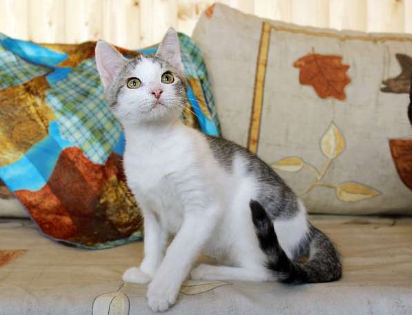 Фунтик в шапочке. Котенок в дар в Калуге фото 8