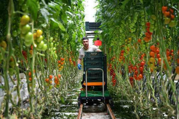 Cultivarea legumelor. Plecarea la începutul lui Iunie