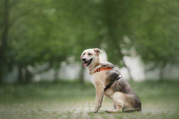 Ищет дом Ромео #ромео_дубоваяроща в Москве фото 32