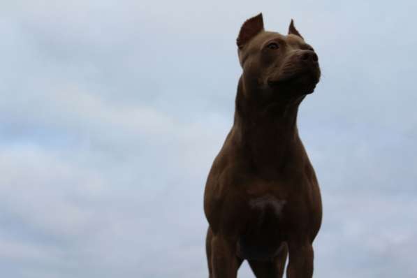 Щенки питбуля в Москве фото 35